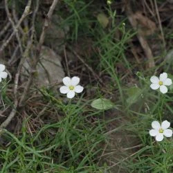 Arenaria montana subsp. intricata