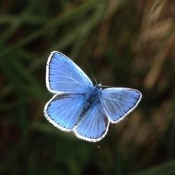 Polyommatus dorylas