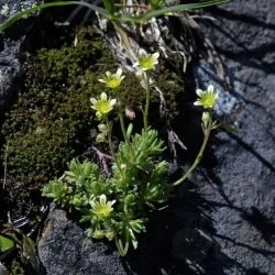 Saxifraga moschata