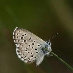 Pseudophilotes panoptes