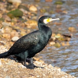 Phalacrocorax carbo subsp. carbo