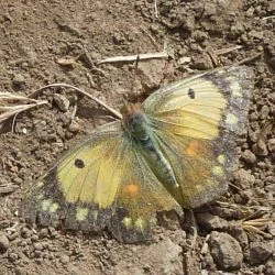 Colias crocea (1 de 2)