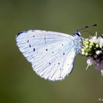 Celastrina argiolus (1 de 2)