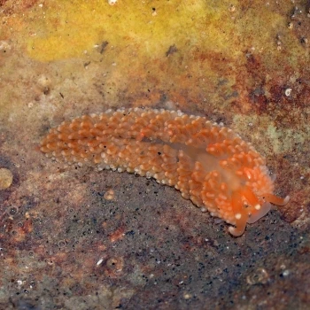 Aeolidiella sanguinea (1 de 2)