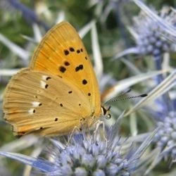 Fotografía Lycaena virgaureae (1 de 2)