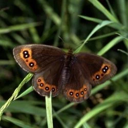 Erebia palarica