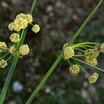 Fotografía Scirpoides holoschoenus subsp. holoschoenus (3 de 5)