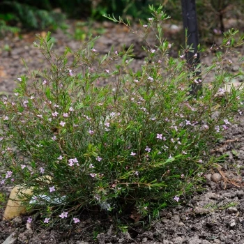 Boronia crenulata