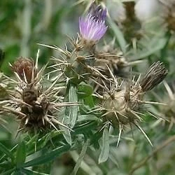 Centaurea bofilliana