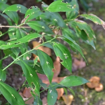 Ruscus hypophyllum