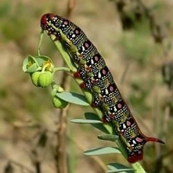 Guía de larvas de mariposas