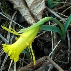 Narcissus asturiensis