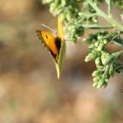 Colias crocea (1 de 2)