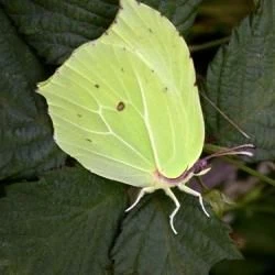 Gonepteryx rhamni