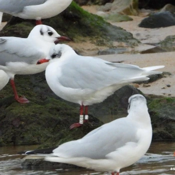 Larus melanocephalus