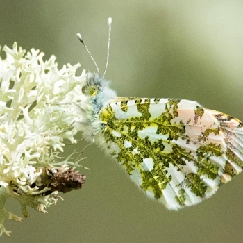 Anthocharis cardamines