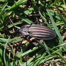 Carabus melancholicus