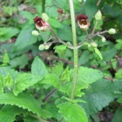 Scrophularia scorodonia