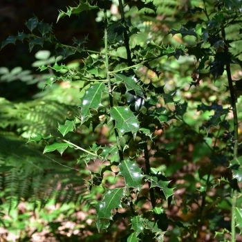 Ilex aquifolium