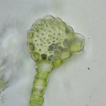 Bryum capillare (6 de 6)