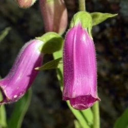 Digitalis thapsi