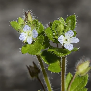 Veronica hederifolia