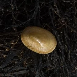 Patella pellucida