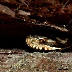 Fotografía Vipera seoanei (2 de 3)