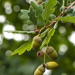 Quercus robur