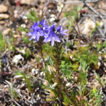 Veronica tenuifolia subsp. javalambrensis