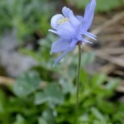 Aquilegia pyrenaica subsp. discolor