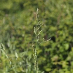 Festuca arundinacea