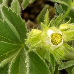 Potentilla nivalis subsp. nivalis