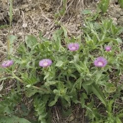 Centaurea pullata