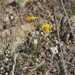 Narcissus gaditanus