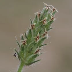 Inflorescencia