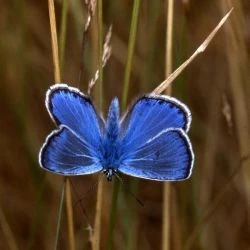 Polyommatus icarus