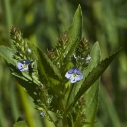 Veronica anagallis-aquatica