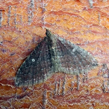 Orthonama obstipata