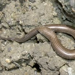 Fotografía Chalcides striatus (1 de 3)