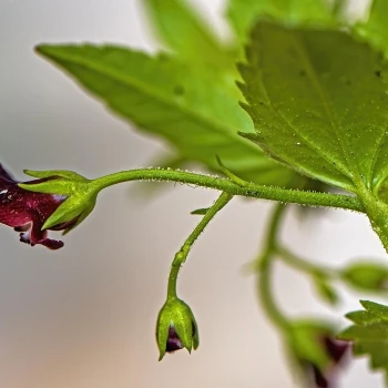 Scrophularia peregrina (2 de 6)