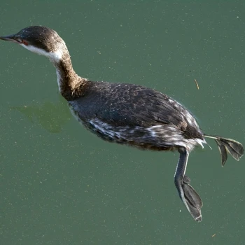 Zampullín cuellirrojo (Podiceps auritus) (5 de 5)