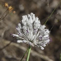 Allium guttatum subsp. sardoum