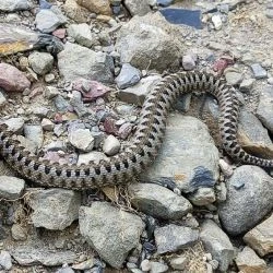 Vipera aspis (2 de 3)