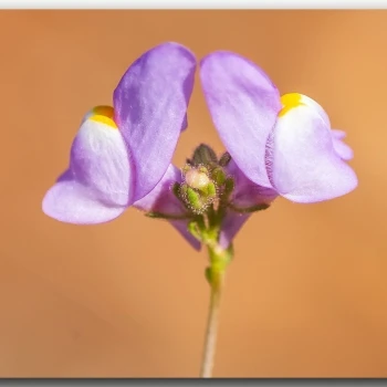 Linaria clementei