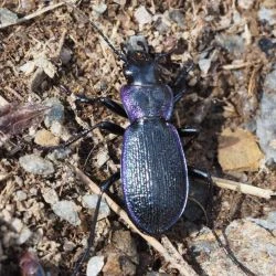 Carabus pyrenaeus