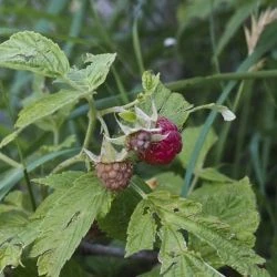 Rubus idaeus