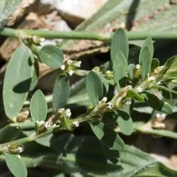 Polygonum aviculare