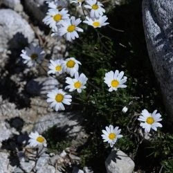 Leucanthemopsis alpina