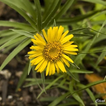 Inula ensifolia